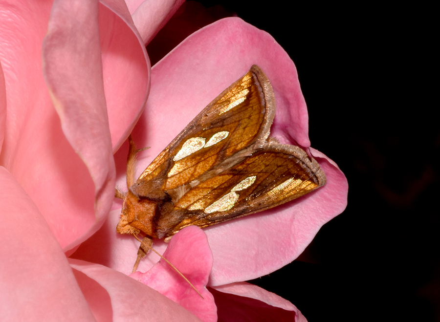 Larva, bozzolo, pupa e adulto di Plusia festucae - Noctuidae